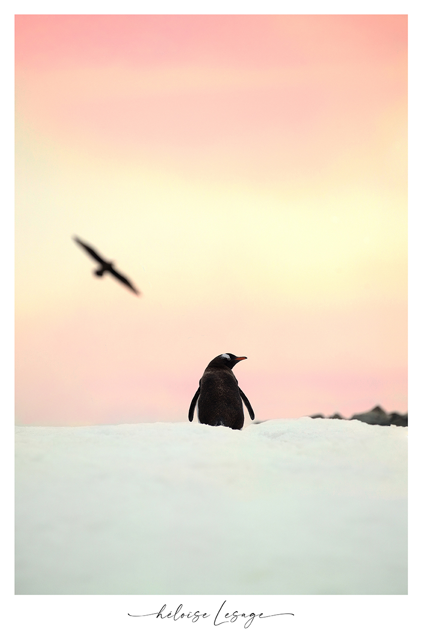 Manchot en Antarctique, en couleur